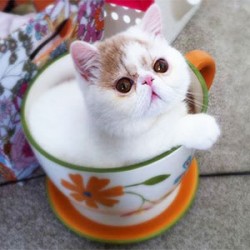 Teacup Cats…Cute Or Crazy?